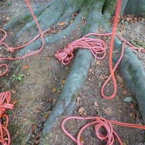 L'arbre à Lutik