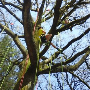 L'arbre à Lutik - Grimpe d'arbres, moulinette