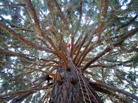 Un homme monte un arbre en faisant une activité de grimpe d'arbres et d' accrobranche en Bretagne